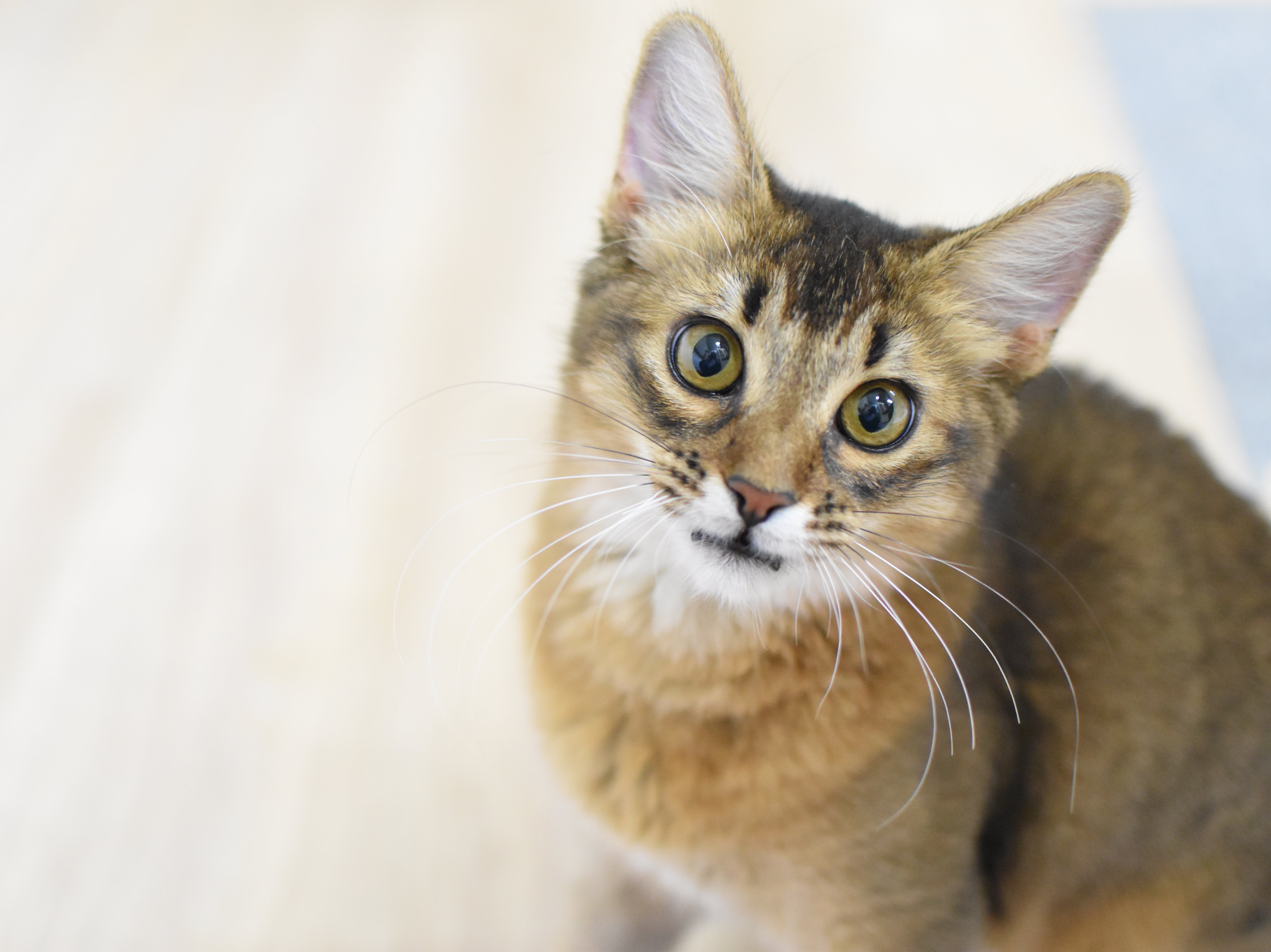 ソマリ　ルディ　めす　（２５年９月４日生れ）